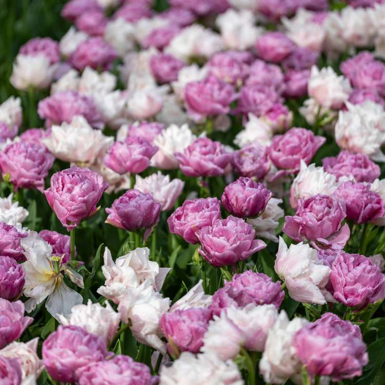 'Purple Clouds' tulpanblandning